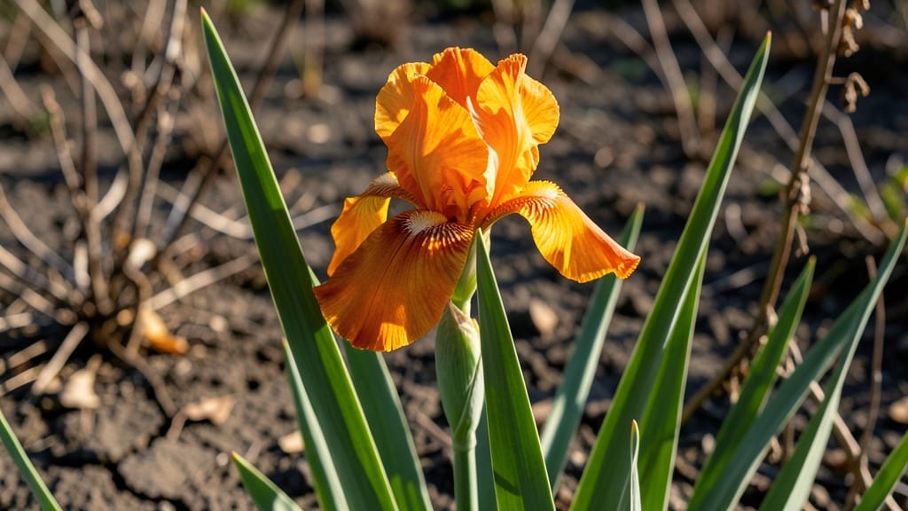 African Iris Bulbs for Bold Winter Interest